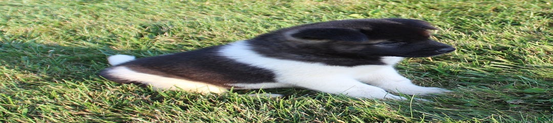 Mac