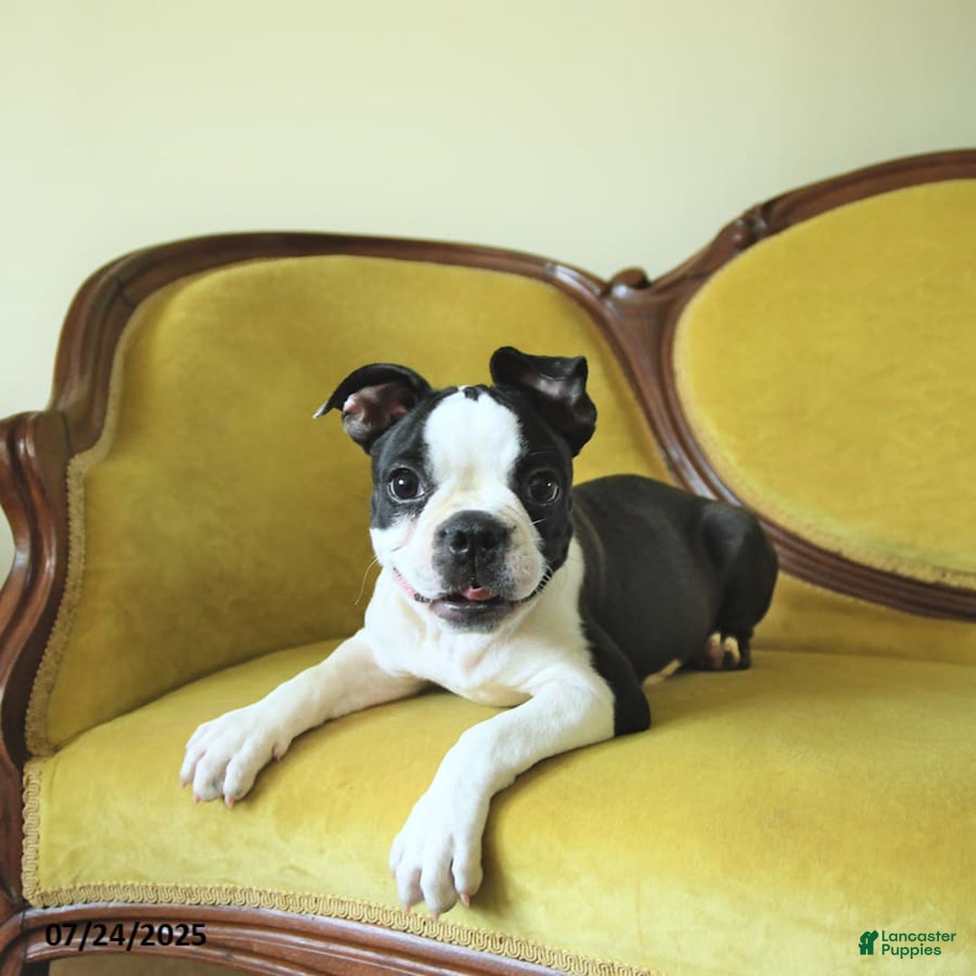 Boston Terrier dogs for sale: Happy - Image 6