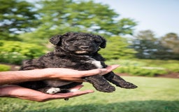Goldendoodle dogs for sale: Jeneva - Image 4