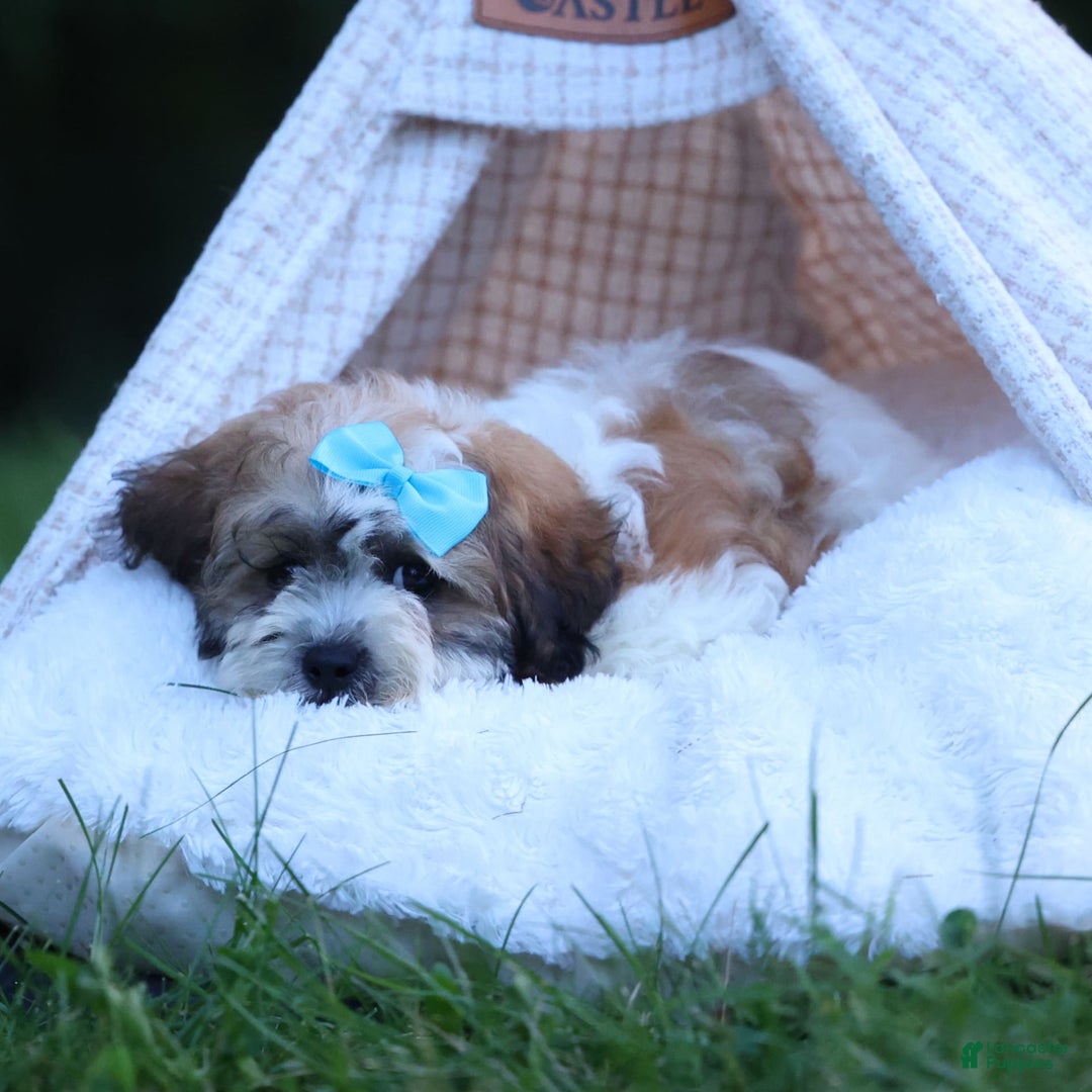 Shihpoo dogs for sale: Hunter - Image 14