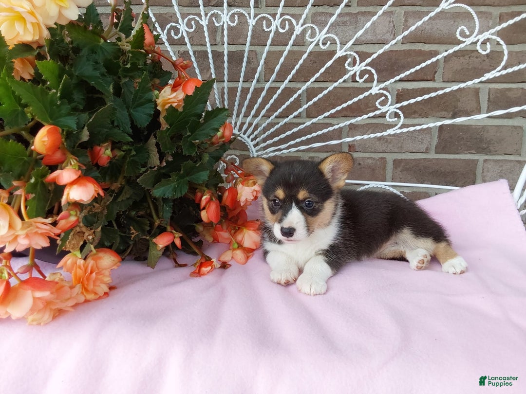 Welsh Corgi Pembroke dogs for sale: Chelsea - Image 6