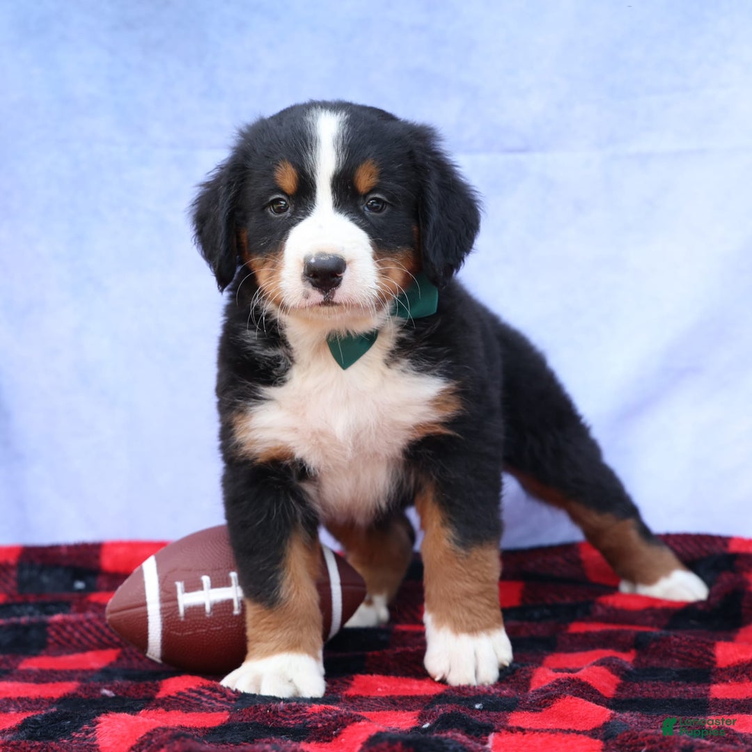 Bernese Mountain Dog dogs for sale: Snoopy - Image 4