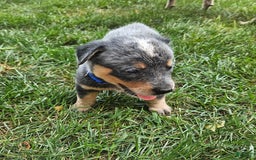 Australian Cattle Dog dogs for sale: Rusty - Image 2