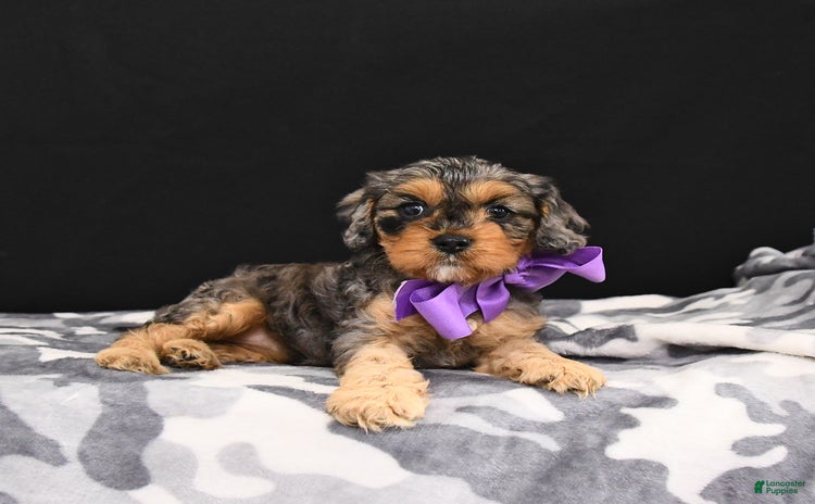Cavapoo dogs for sale - Ad 4
