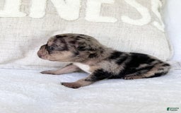 French Bulldog dogs for sale: Chance - Image 2