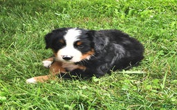Bernese Mountain Dog dogs for sale: Virgil - Image 3