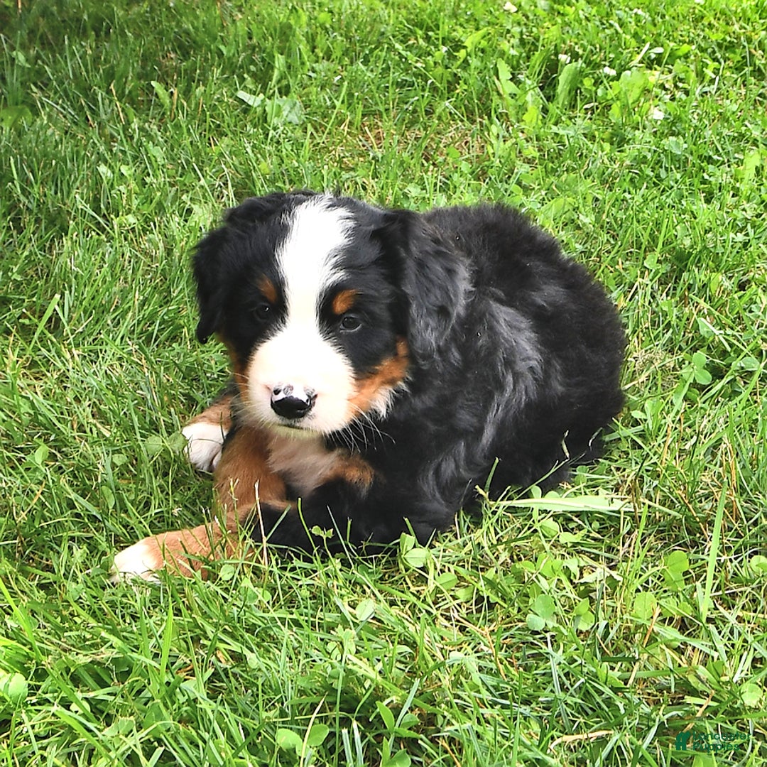 Bernese Mountain Dog dogs for sale: Virgil - Image 3