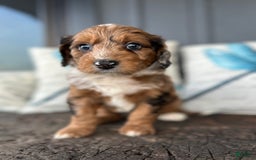 Aussiedoodle dogs for sale: Magnolia - Image 3