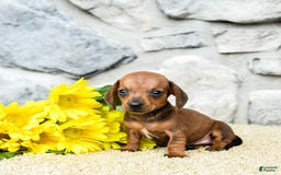 Miniature Dachshund dogs for sale: Ziggy - Image 1