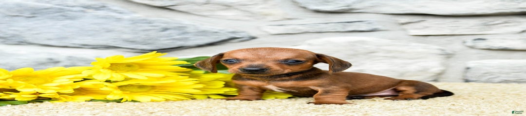 Ziggy
