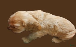 Cocker Spaniel dogs for sale: Greg - Image 1