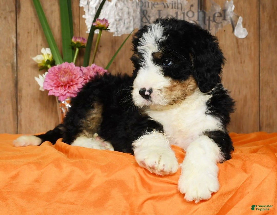 Bernedoodle dogs for sale: Doran - Image 3