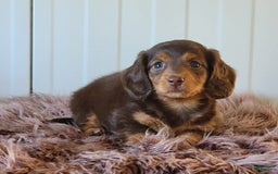 Miniature Dachshund dogs for sale: Roseabelle - Image 8