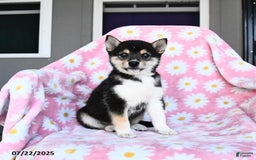 Shiba Inu dogs for sale: Molly - Image 1