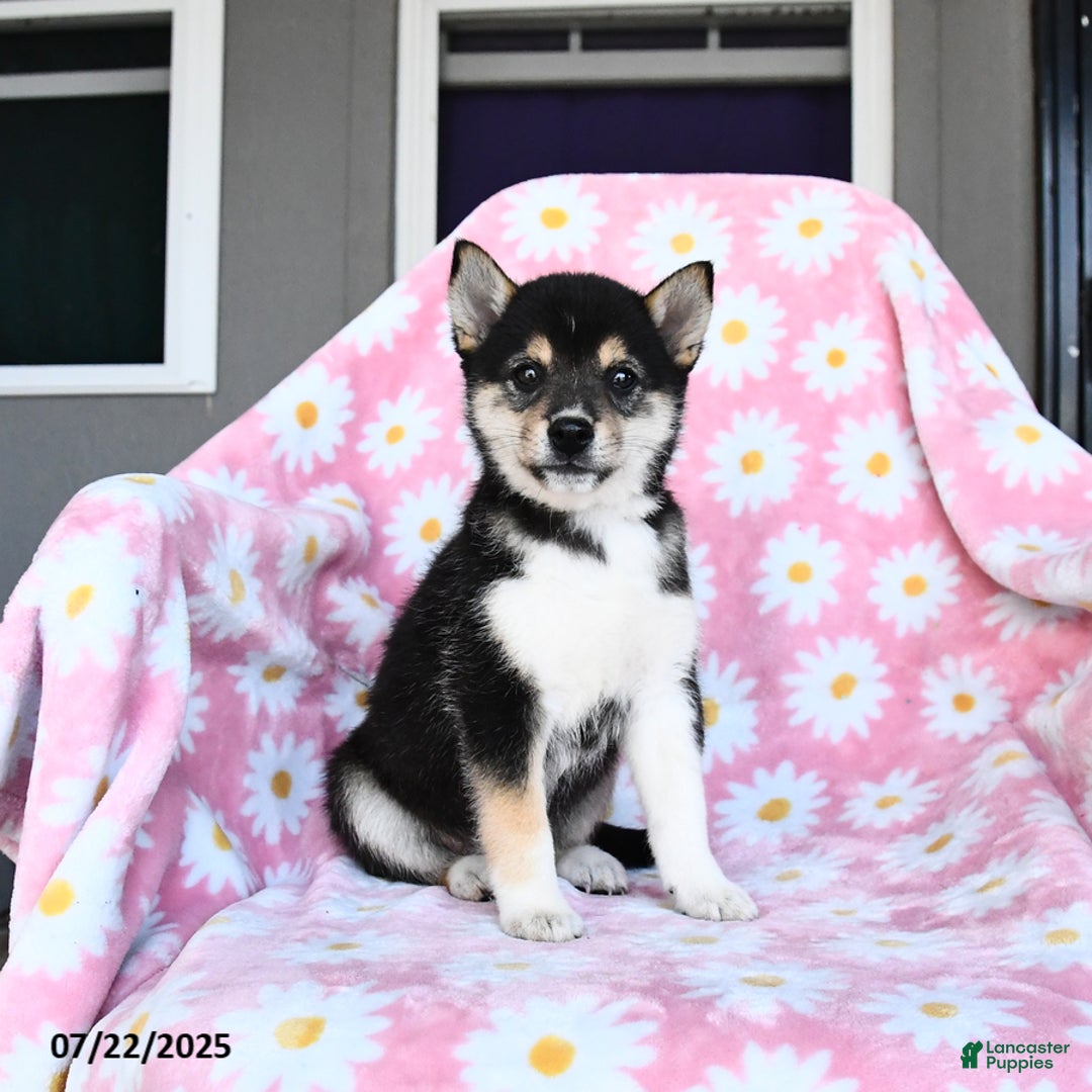 Shiba Inu dogs for sale: Molly - Image 1
