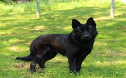 German Shepherd dogs for sale: Moose - Image 5