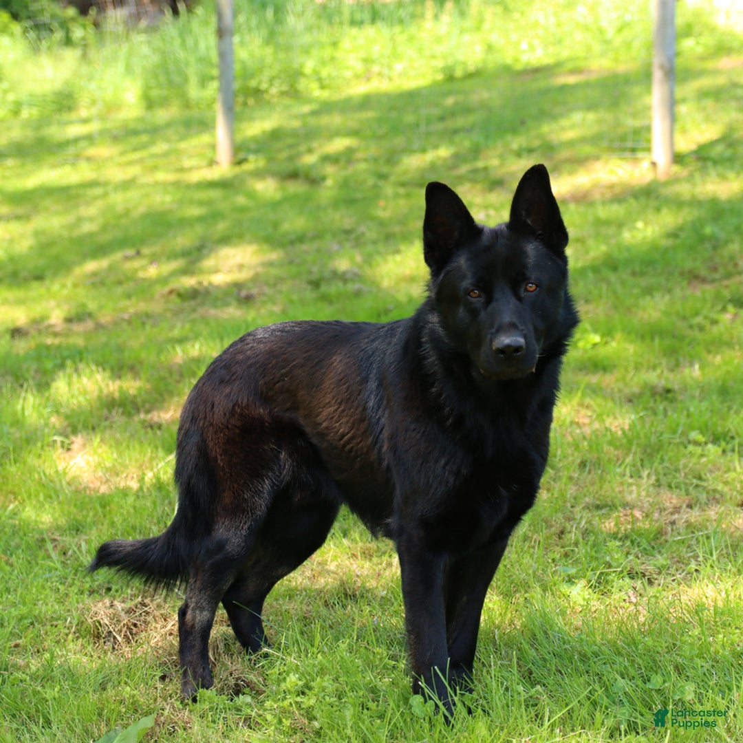 German Shepherd dogs for sale: Moose - Image 5