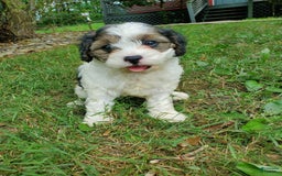 Cavapoo dogs for sale: Darlie - Image 6