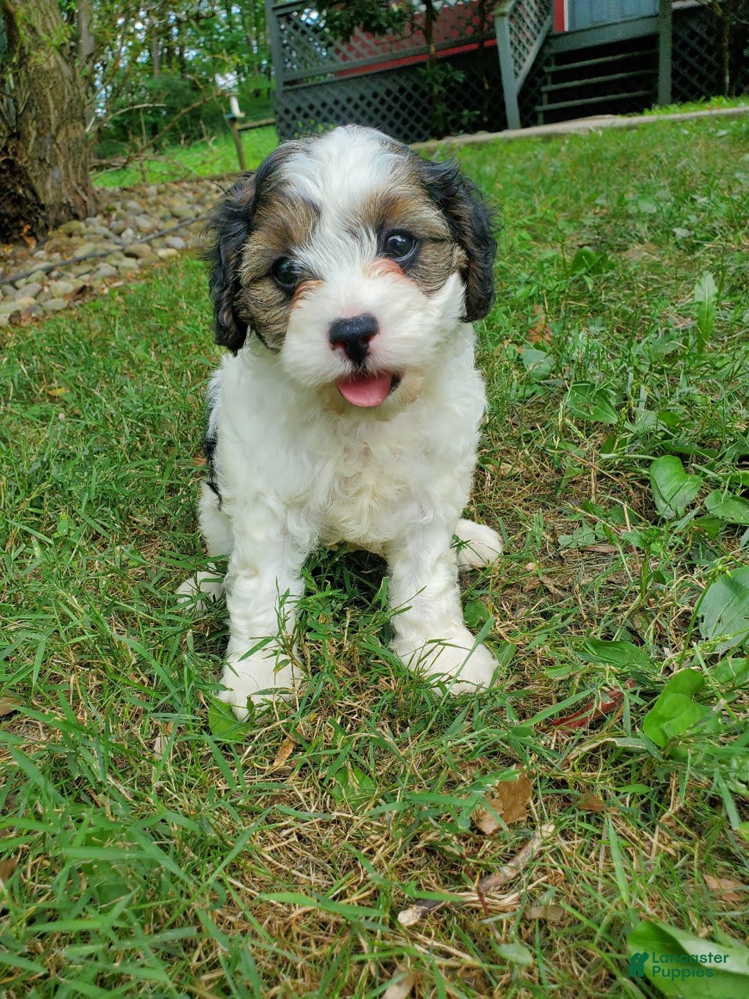 Cavapoo dogs for sale: Darlie - Image 6