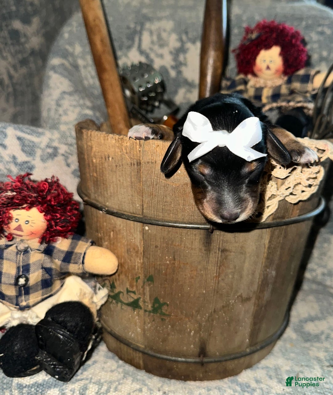 Dachshund dogs for sale: Lux - Image 3