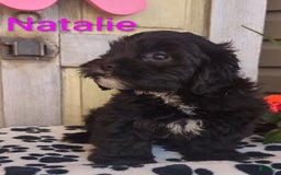 Shih Tzu dogs for sale: Natalie - Image 5