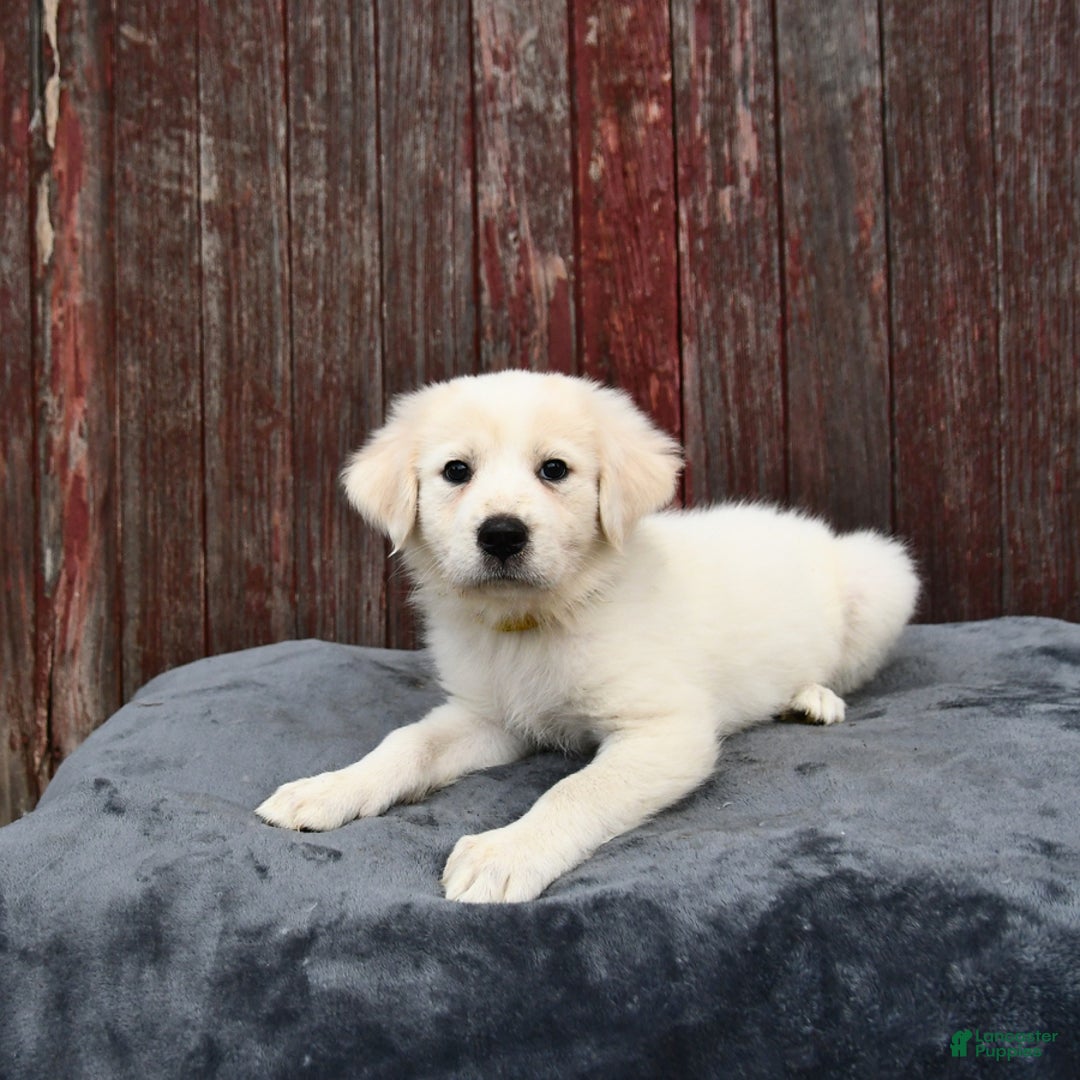 Great Pyrenees dogs for sale: Lemon - Image 1