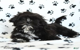 Shih Tzu dogs for sale: Fido - Image 4