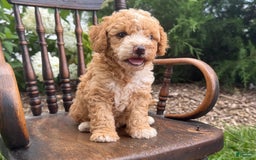 Goldendoodle dogs for sale: Butterfinger - Image 8