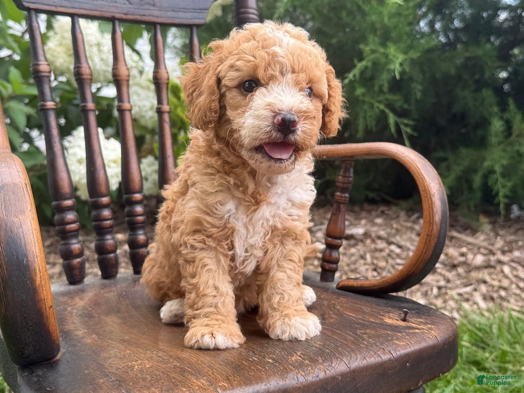 Goldendoodle dogs for sale: Butterfinger - Image 8