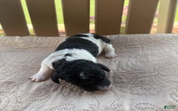 Bernedoodle dogs for sale: 11 - Image 1