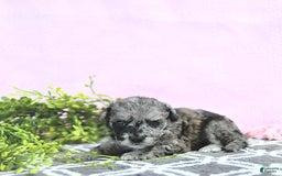 Mini Goldendoodle dogs for sale: Khloe - Image 1