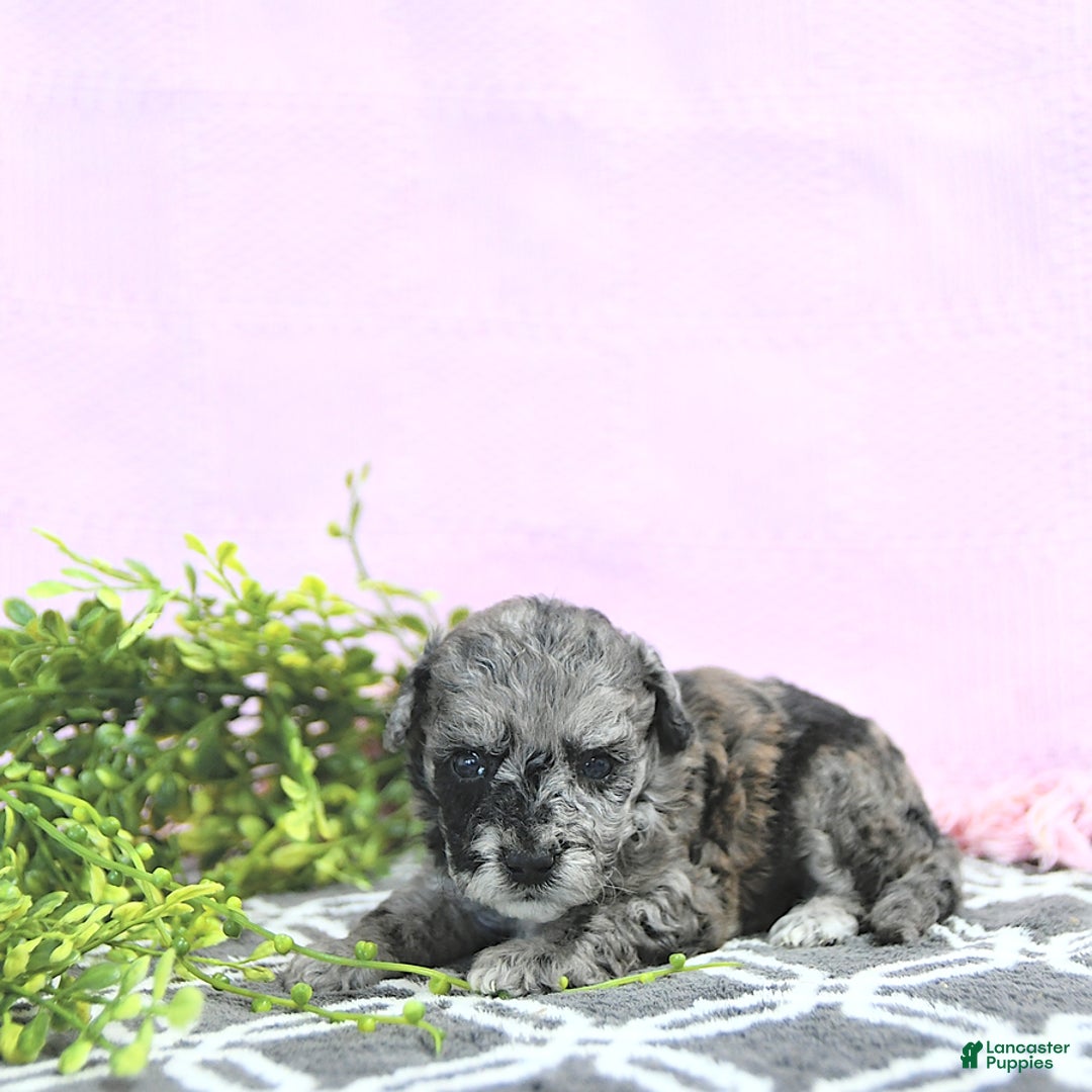 Mini Goldendoodle dogs for sale: Khloe - Image 1