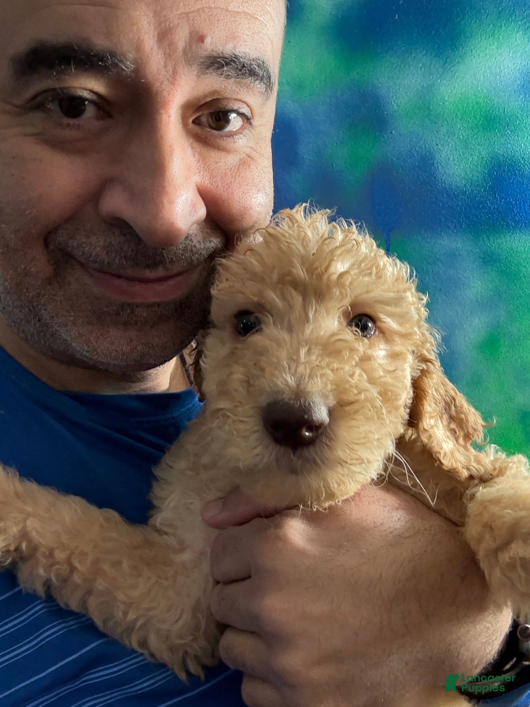 Goldendoodle dogs for sale: Luna - Image 30