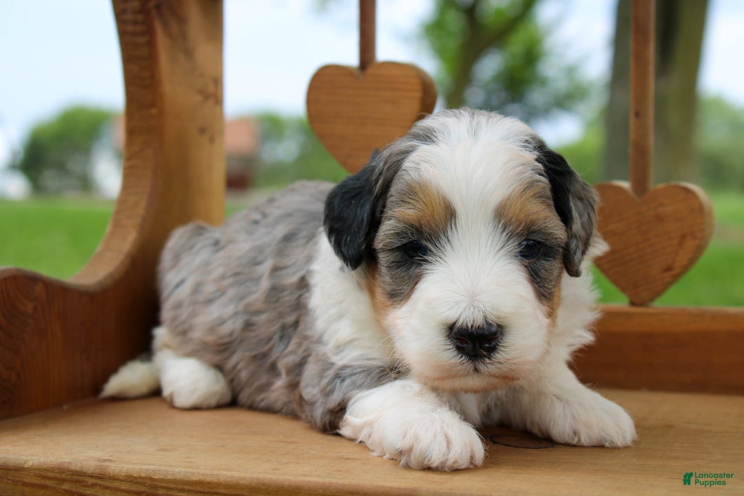 Mini Bernedoodle dogs for sale: Luke - Image 30