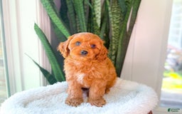 Cavapoo dogs for sale: Ian - Image 12