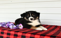 Border Collie dogs for sale: Shadow - Image 1