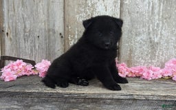 categoriesInfo:categoryAttributeOptions.pets.dogs.breed.belgianGroenendael dogs for sale: Abby - Image 8