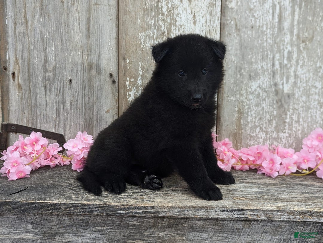 categoriesInfo:categoryAttributeOptions.pets.dogs.breed.belgianGroenendael dogs for sale: Abby - Image 8