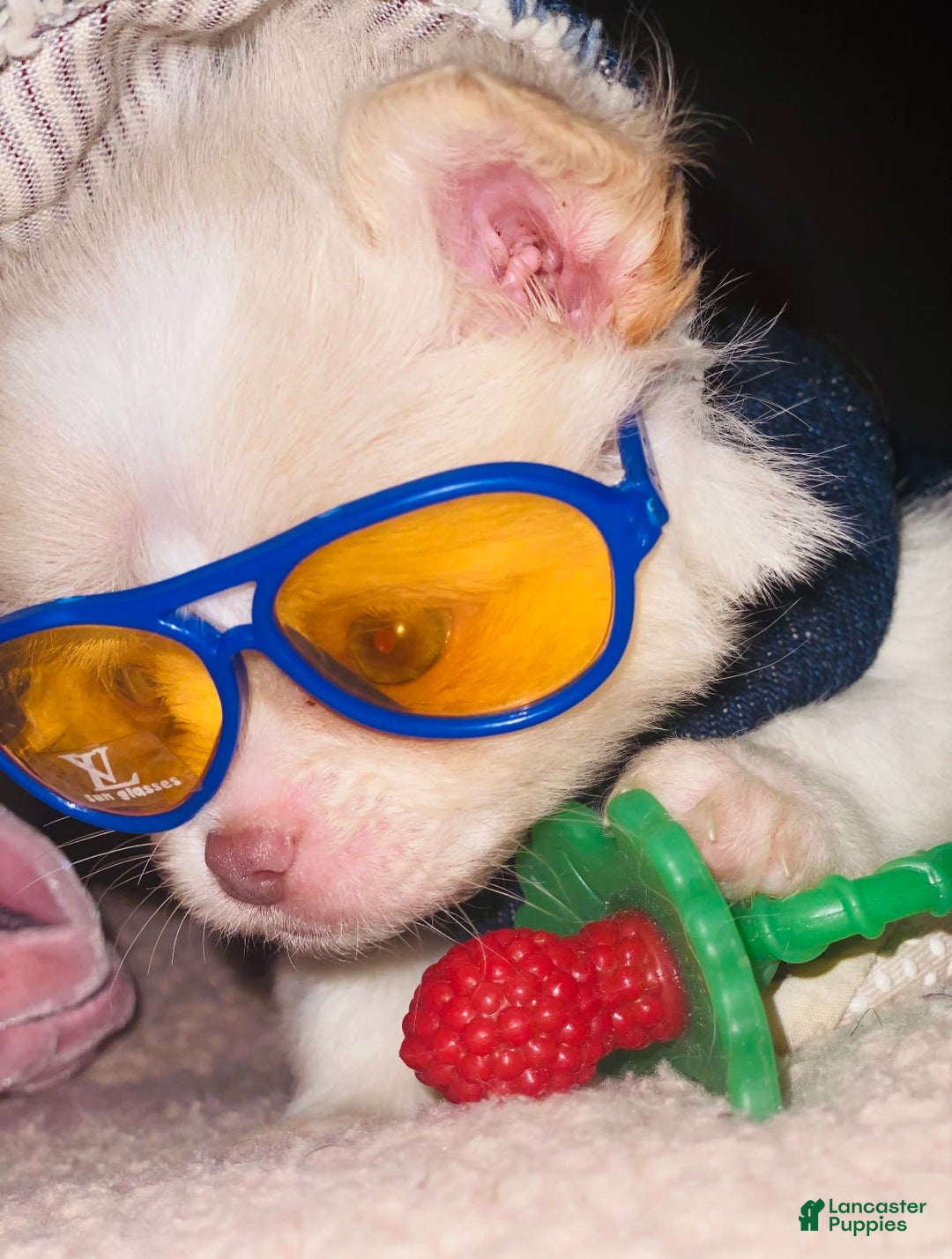 Chipoo dogs for sale: 🍯 Honey B - Image 5