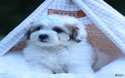 Shihpoo dogs for sale: Hank - Image 16