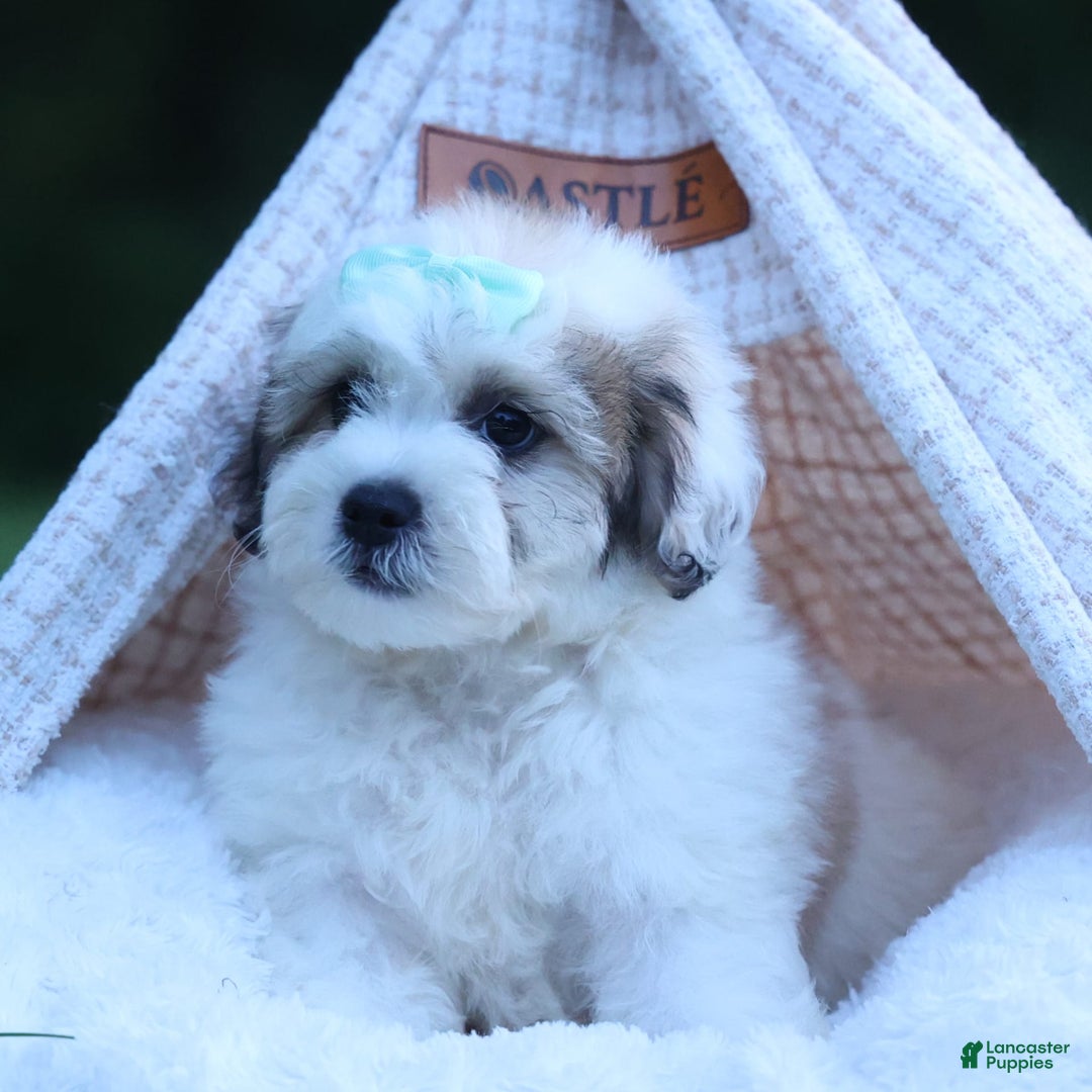 Shihpoo dogs for sale: Hank - Image 16