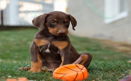 Doberman Pinscher dogs for sale: Dusty - Image 9