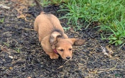 Dachshund dogs for sale: Lena - Image 25