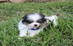 Pomeranian dogs for sale: Karter - Image 3