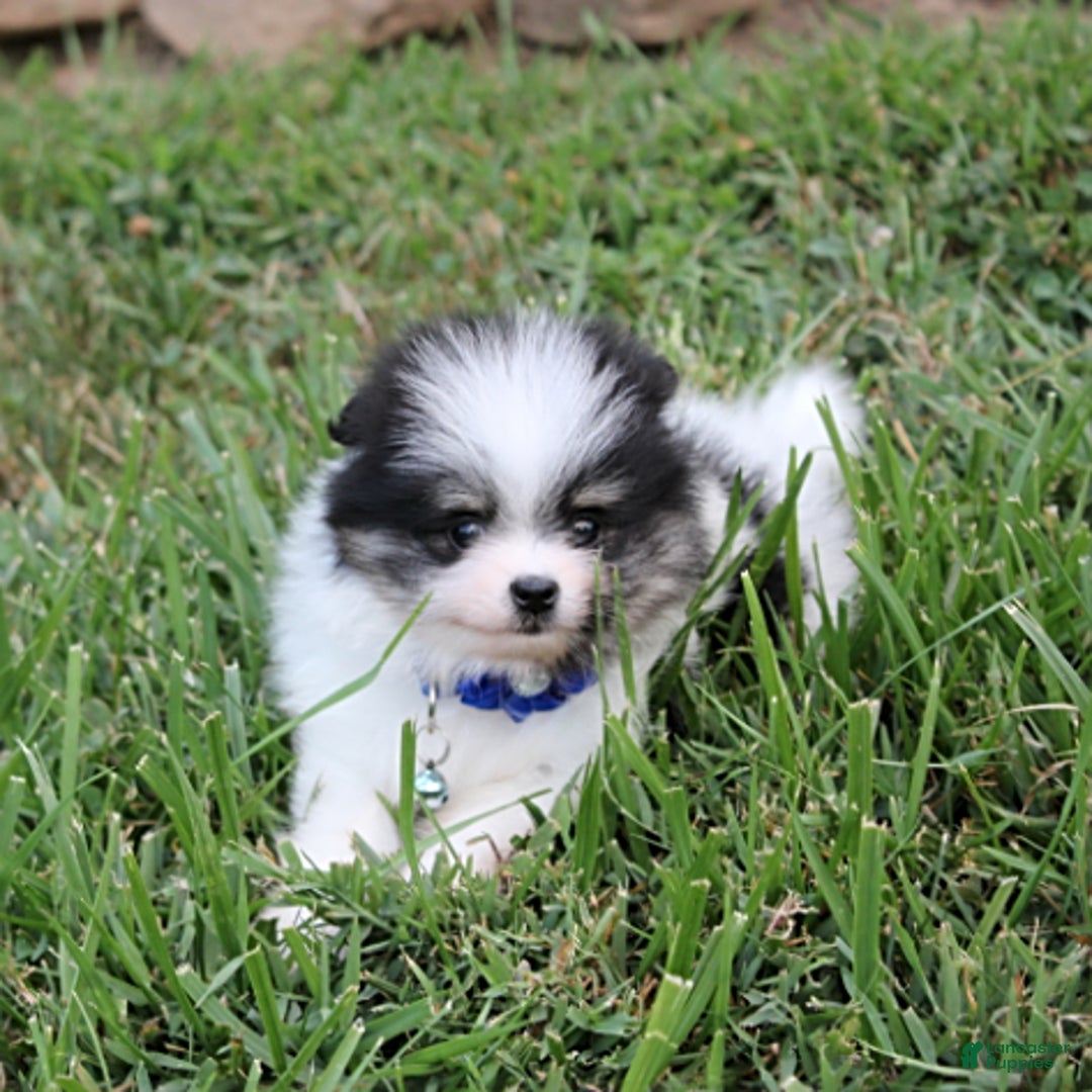 Pomeranian dogs for sale: Karter - Image 3