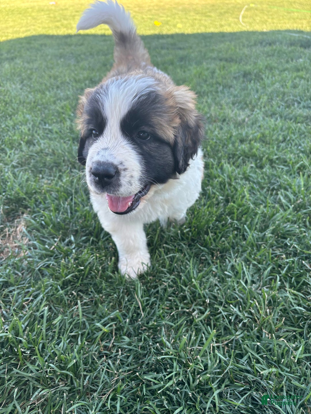 Saint Bernard dogs for sale: Jane Doe3 - Image 3