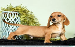Miniature Dachshund dogs for sale: Diego - Image 3