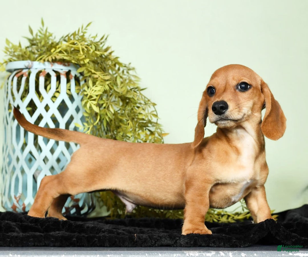 Miniature Dachshund dogs for sale: Diego - Image 3