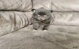 Pomeranian dogs for sale: Pebbles - Image 3