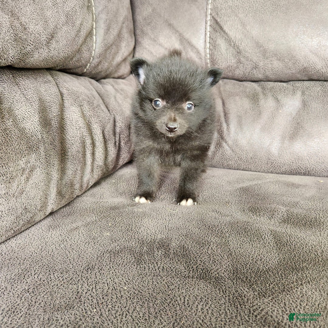 Pomeranian dogs for sale: Pebbles - Image 3